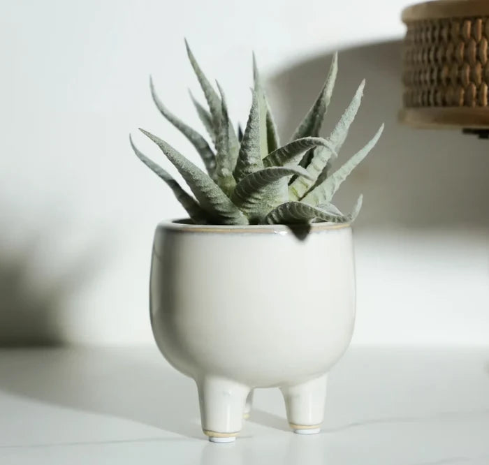 Agave in Ceramic Pot