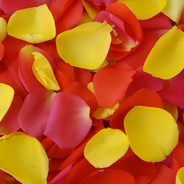 White Fresh Rose Petals Wholesale