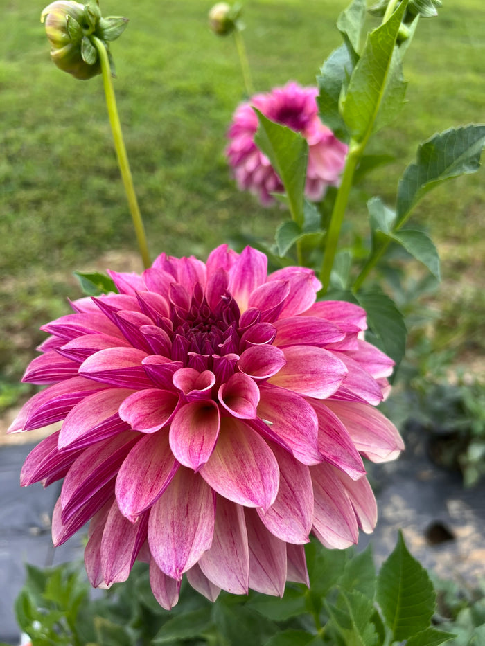 Cafe Mauve