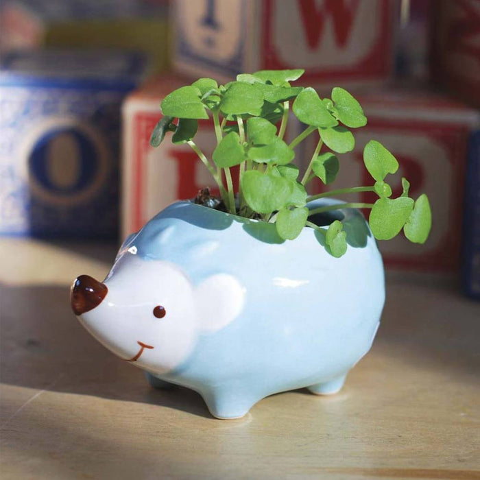 Hedgie Green Grow Kits - City Bird