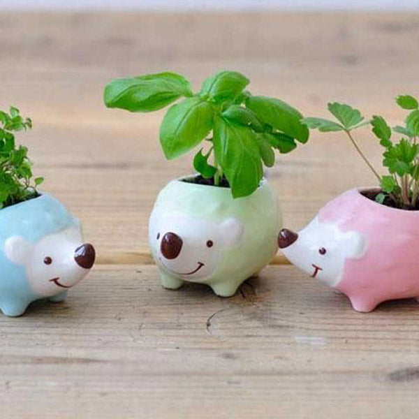 Hedgie Green Grow Kit - City Bird