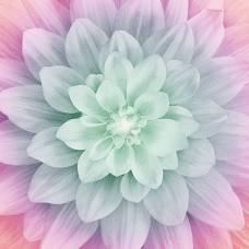 Hoffman - Dream Big - Floral - Digital Print - 42" Square Panel