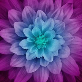Hoffman - Dream Big - Floral - Digital Print - 42" Square Panel