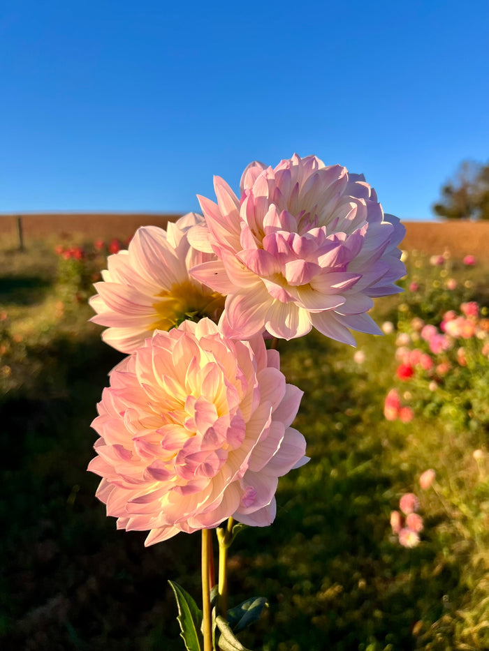 Hollyhill Lilibet