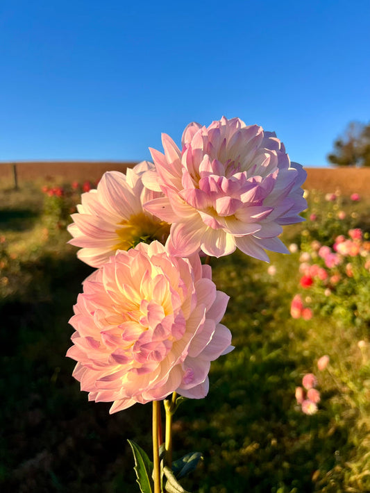 Hollyhill Lilibet