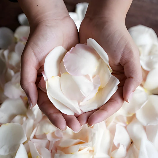 Dried Garden Rose Petals light Pink