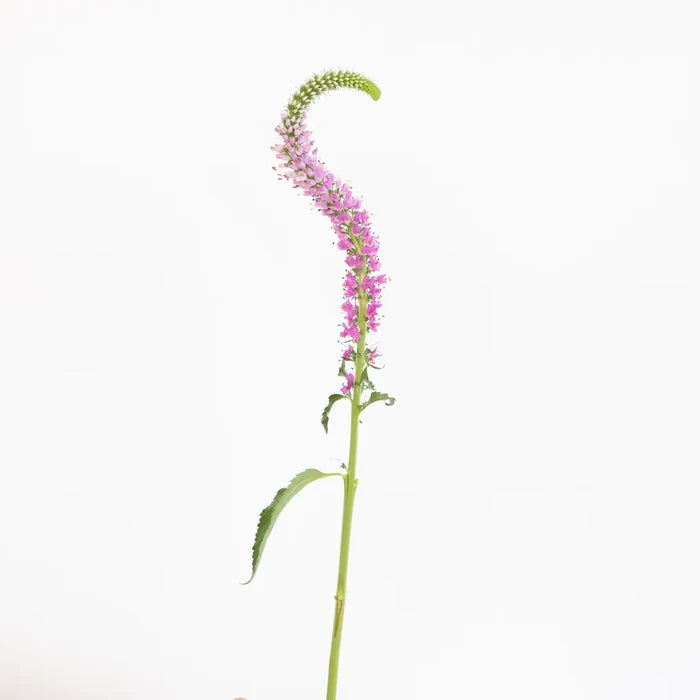 Light Pink Veronica Flowers Stem - Image