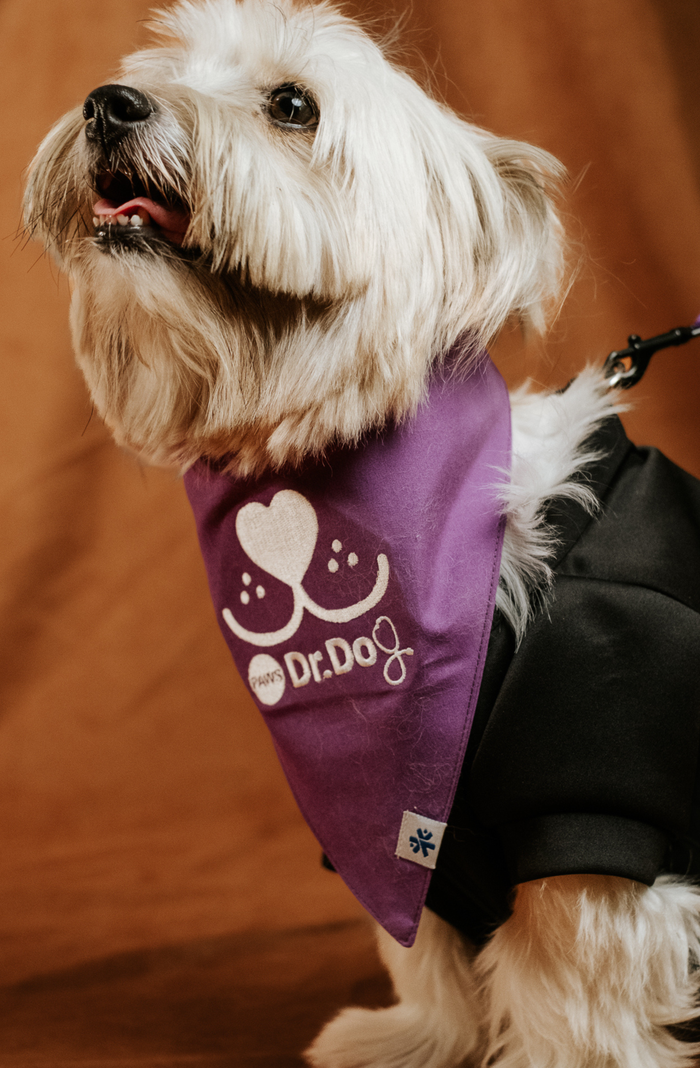 Pet scrub top