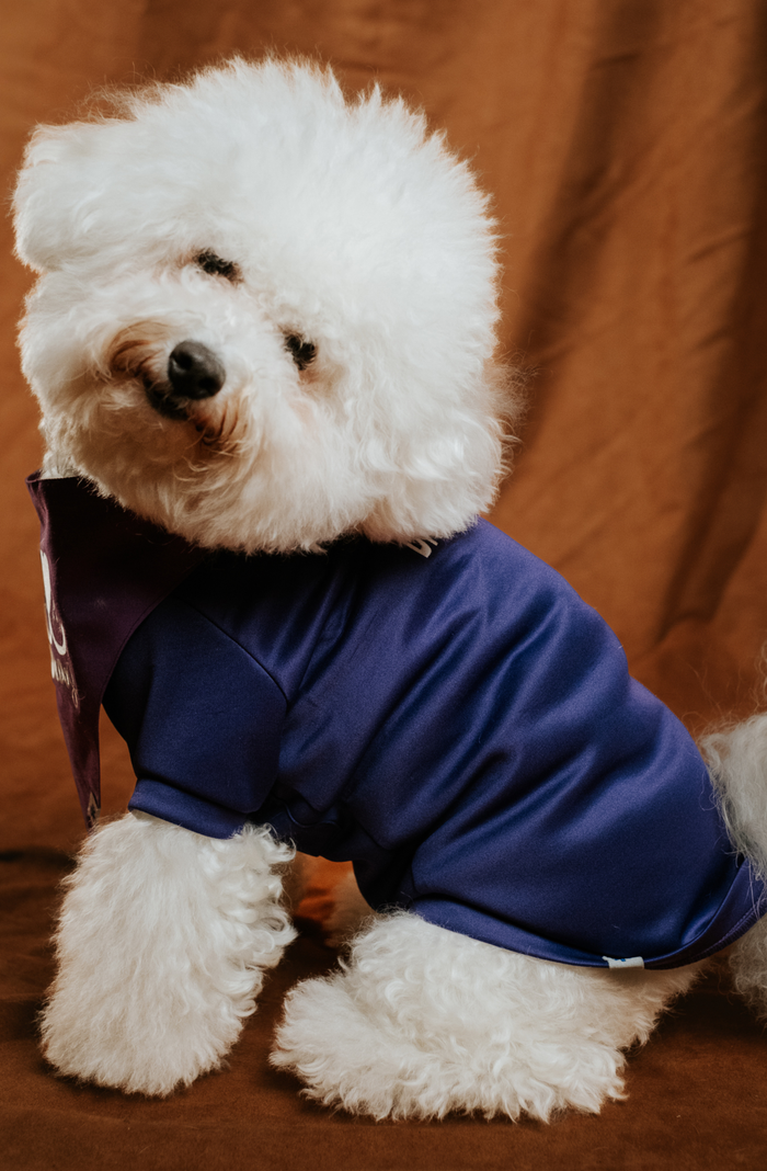 Pet scrub top