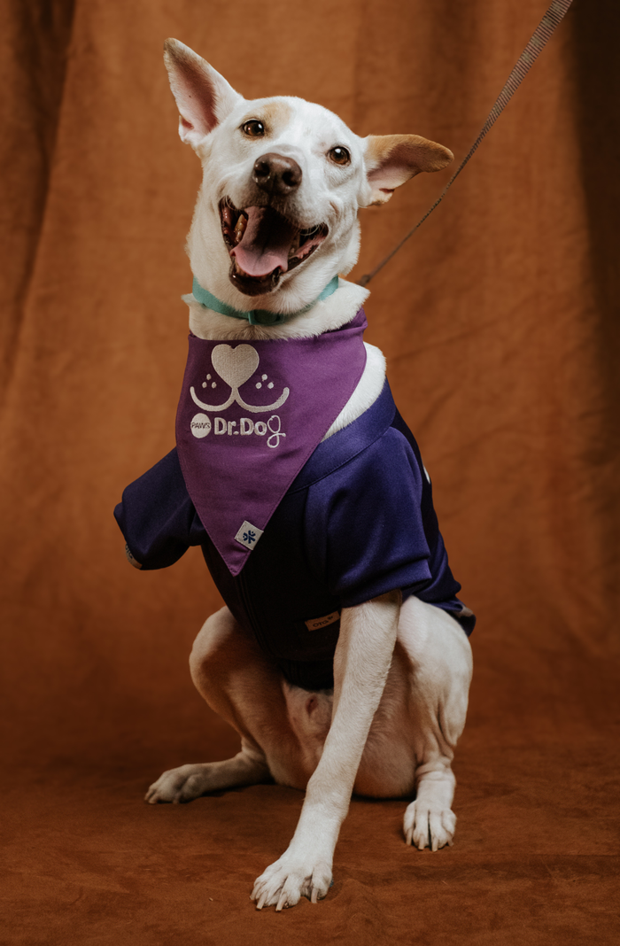 Pet scrub top