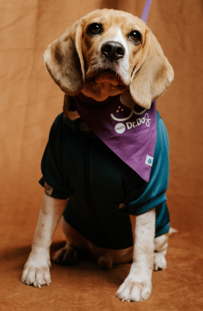 Pet scrub top