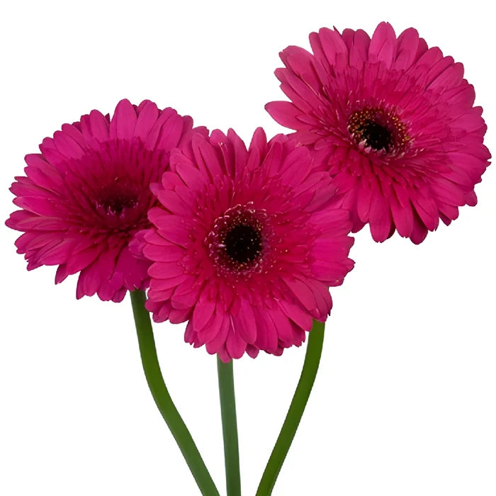 Gerbera Daisy Farao Berry Wholesale Flower Blooms