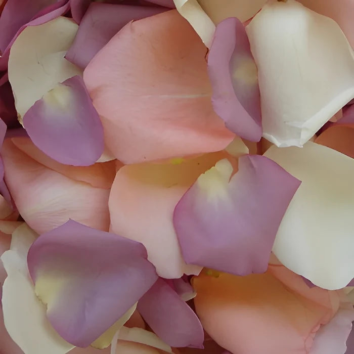 Mauve Real Rose Petals
