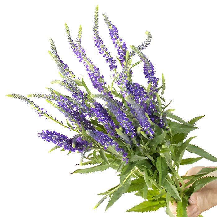 Purple with Blue Hues Veronica Flowers