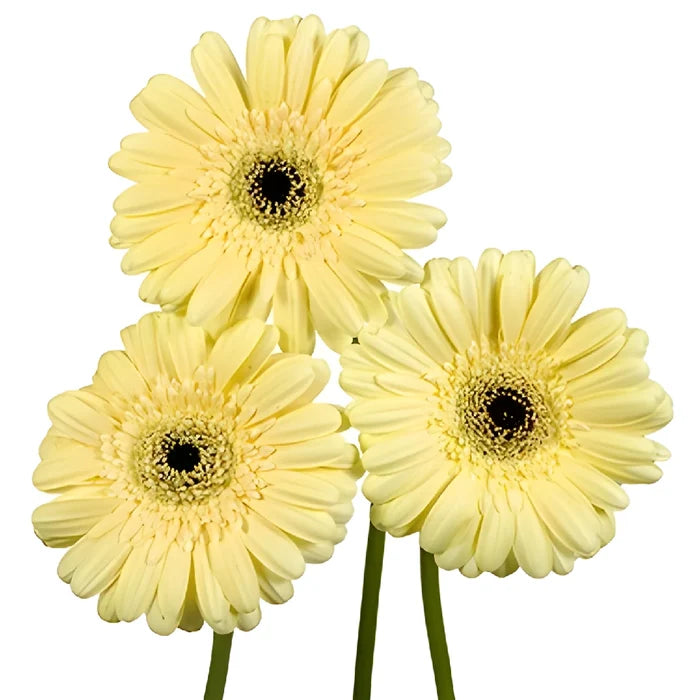 Gerbera Daisy Decafe Pale Yellow Wholesale Flower Bunch