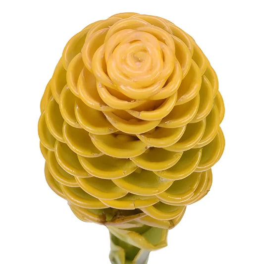 Yellow Shampoo Ginger